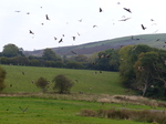 FZ022184 Red kites (Milvus milvus) feeding.jpg